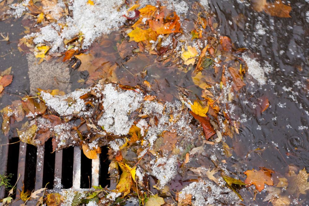 clogged sewer grate Auckland