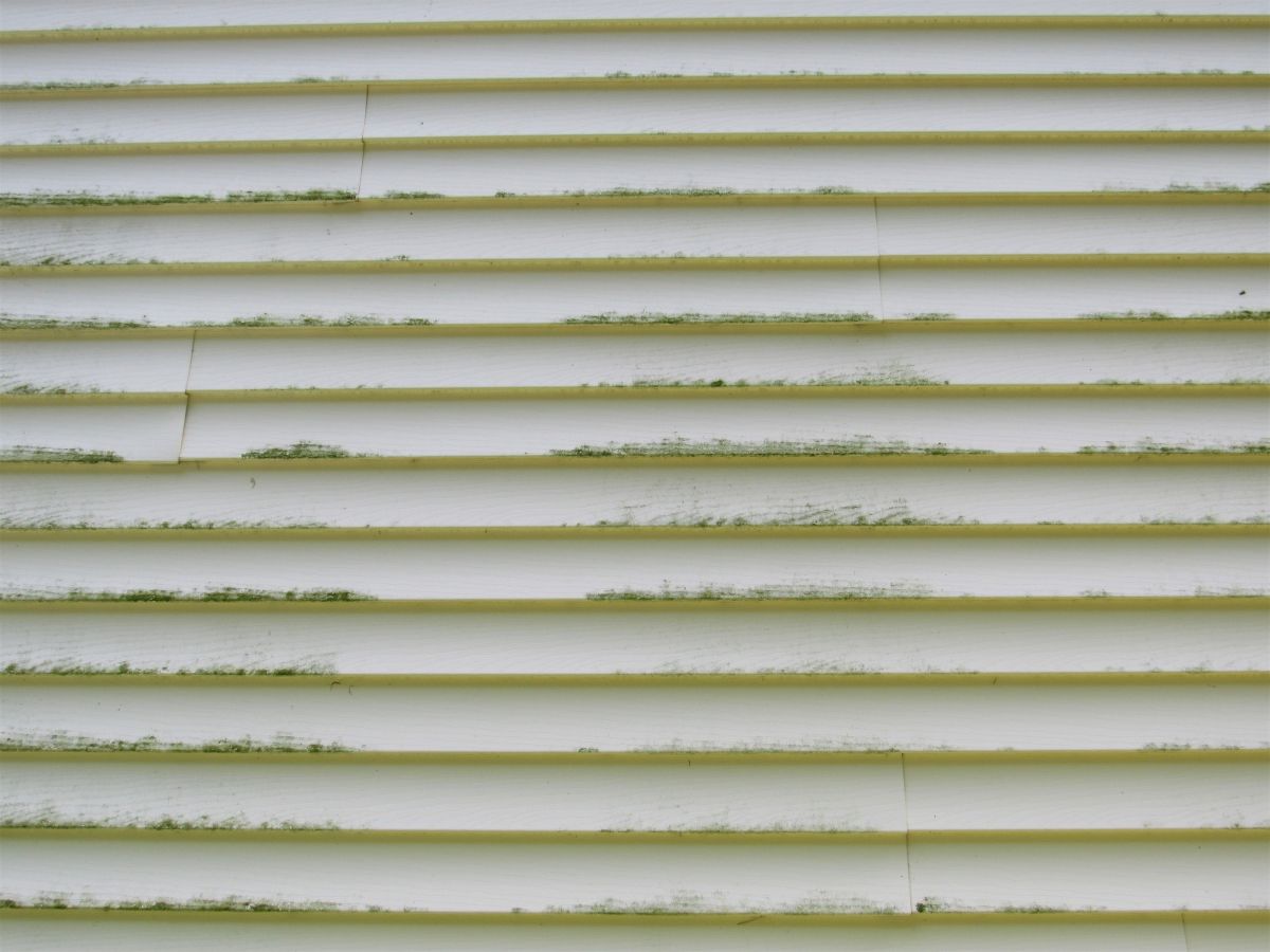 Green algae and grime build-up on exterior house cladding, showing why regular house washing is needed in homes.